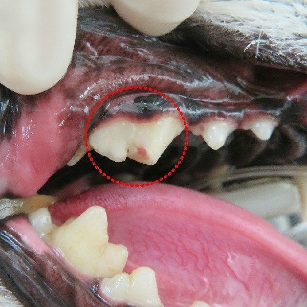 写真提供／フジタ動物病院