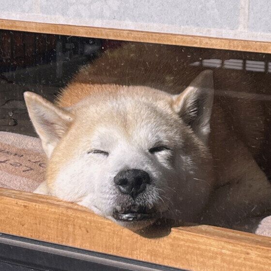 ガラス越しに日向ぼっこをしている柴犬 いぬのきもち