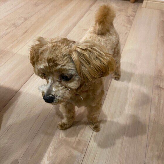 目をそらす小型Mix犬