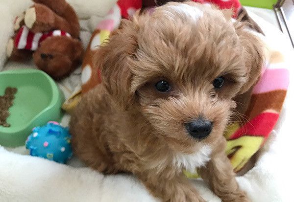 見つめるトイ・プードル