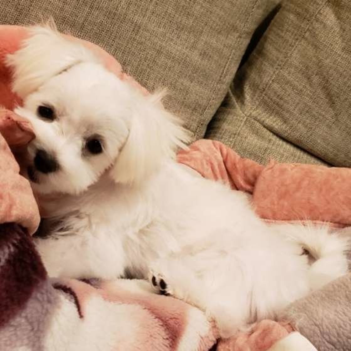 毛布 スリッパ 床をペロペロ モノをなめる犬の気持ちとは いぬのきもちweb Magazine 毛布 スリッパ 床をペロペロ モノをなめる犬の気持ちとは いぬのきもちweb Magazine