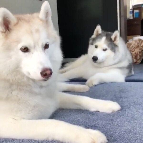 まったりするフィスくんとグーちゃん