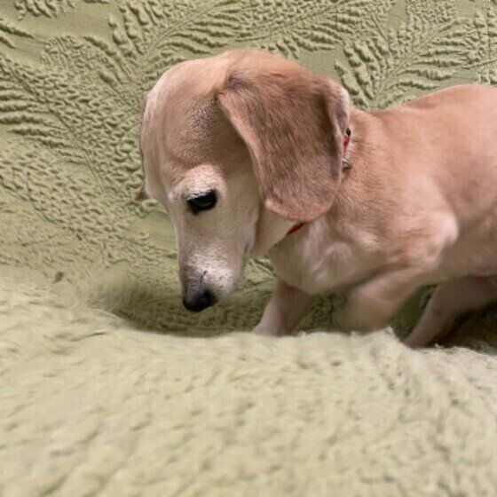 ホリホリして寝床を作るミミちゃん