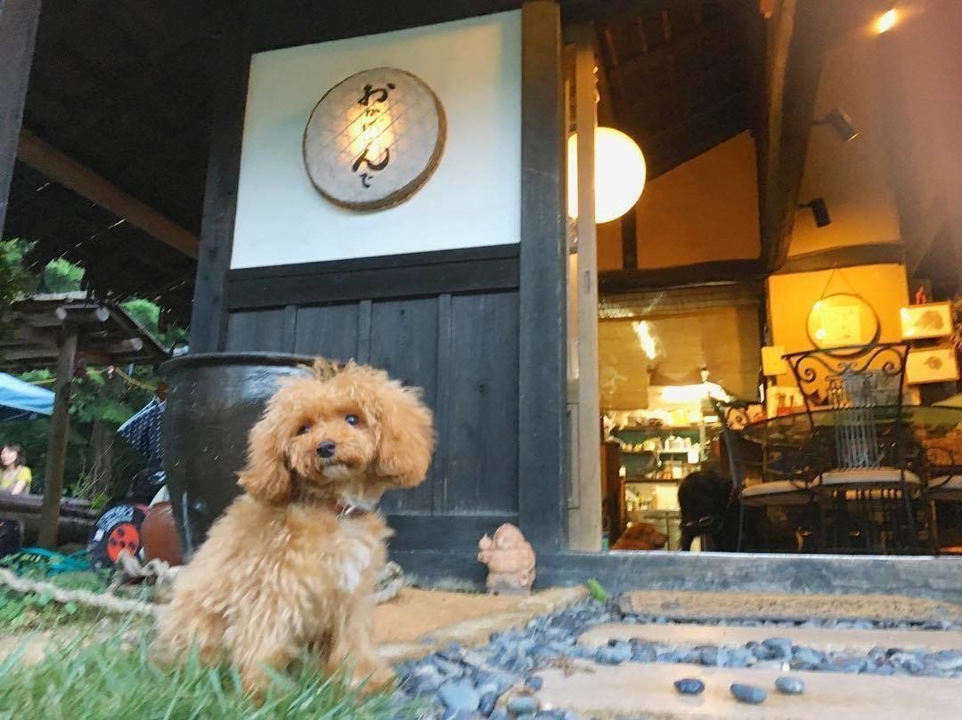 「おかげさんで」の入り口にたたずむ、きなこちゃん♪