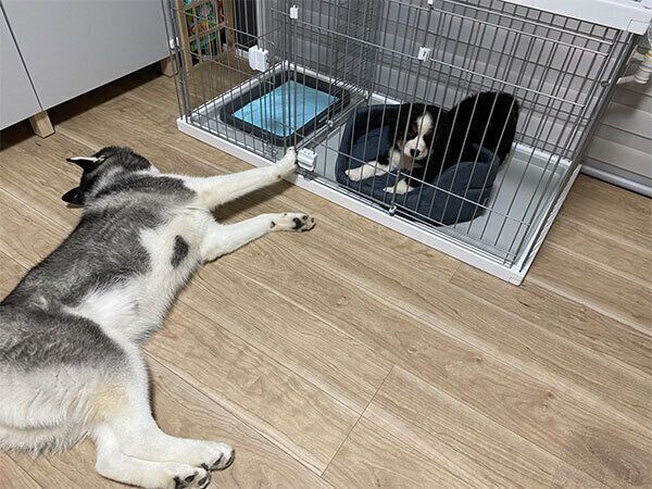 初対面のシルバくんとダンテくん