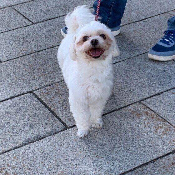 笑顔になるまるくん（MIX）