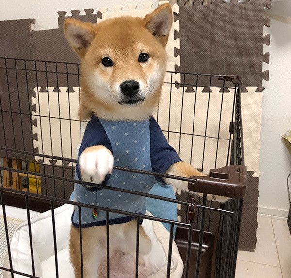 立ち上がる柴犬