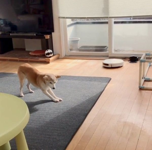 柴犬のリリコちゃん