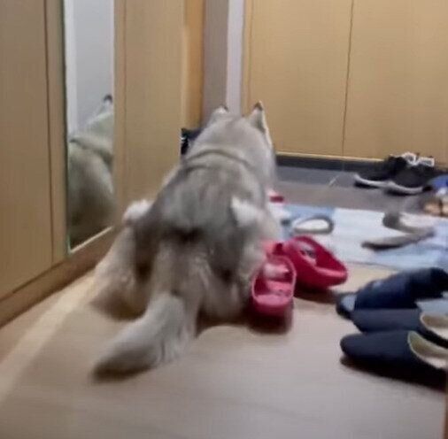忠犬文太くん