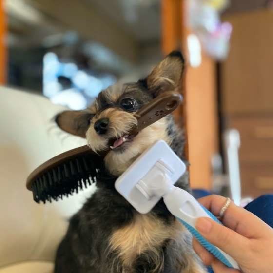 ブラッシング中の雑種のキャスちゃん