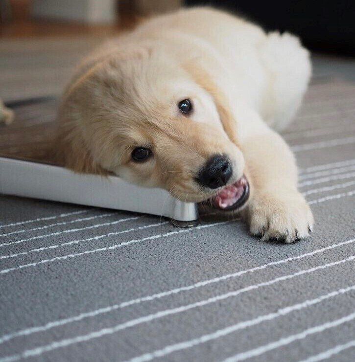 ゴールデンのふくちゃん