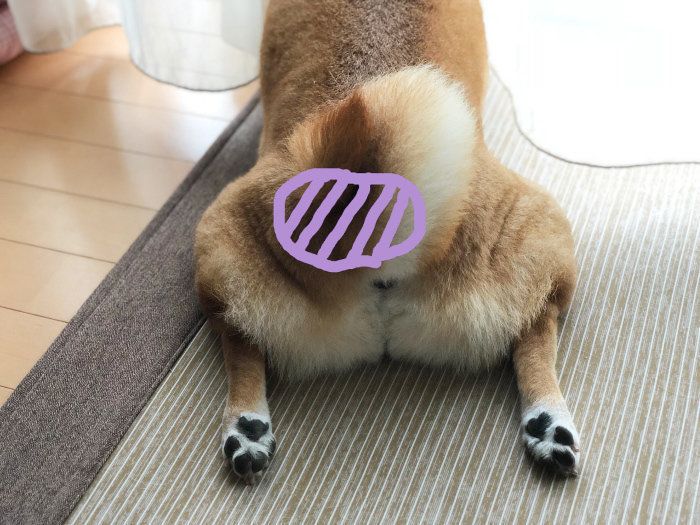 柴犬マロたん 尾てい骨にヒビが入ったママを困らせてみた いぬのきもちweb Magazine