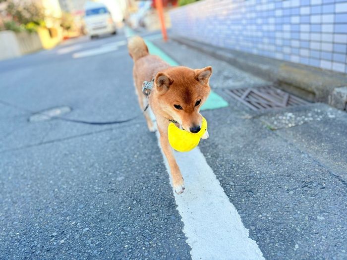 アヒルさんを運搬するべにまるくん