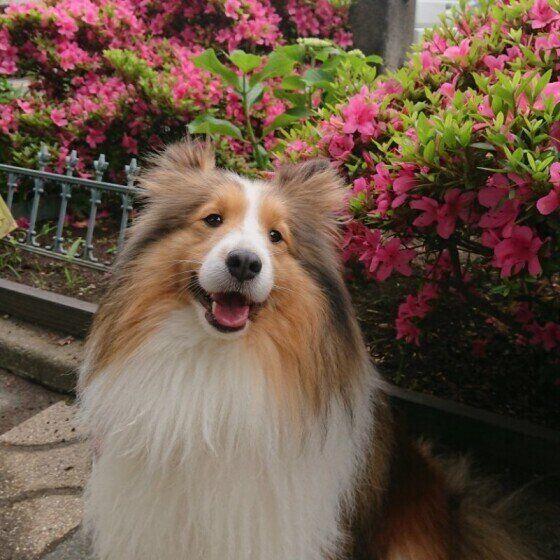 シェットランド・シープドッグの空流風（アルフ）くん