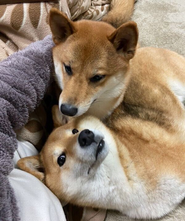 まったりするゆめちゃん、はちくん