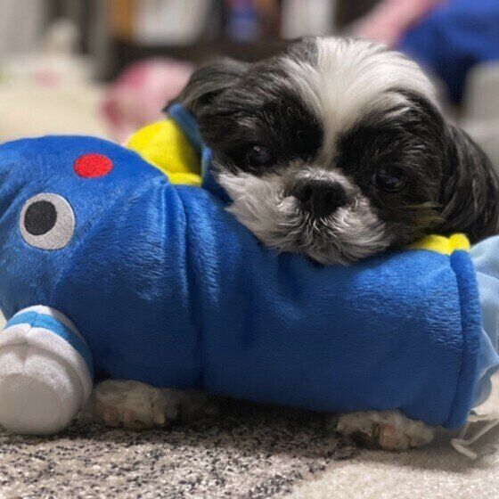 アゴ乗せするシー・ズー