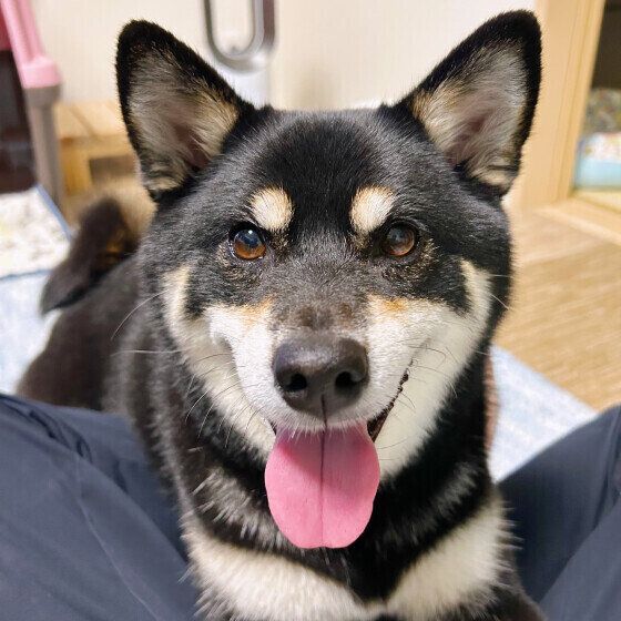 柴のラガーちゃん♪