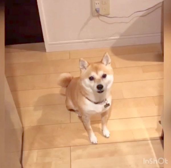 おやつが欲しくて文句を言う柴犬