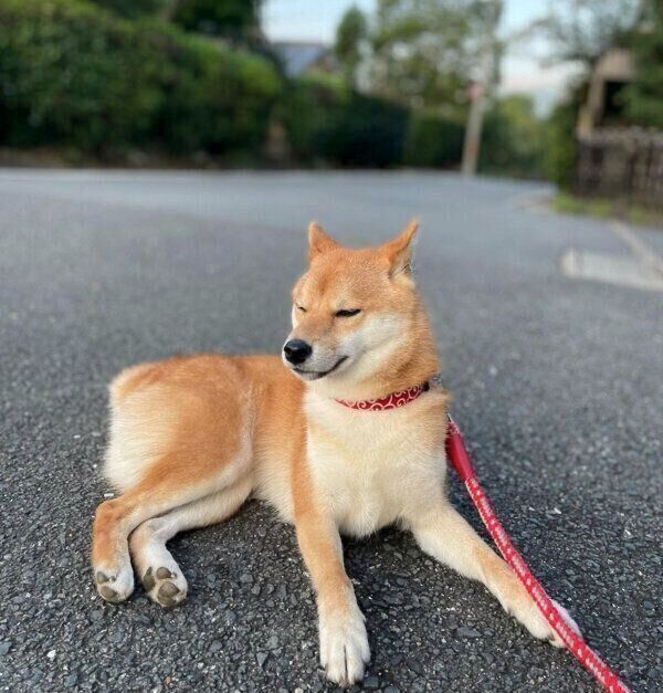 お散歩中に動かなくなるチロちゃん
