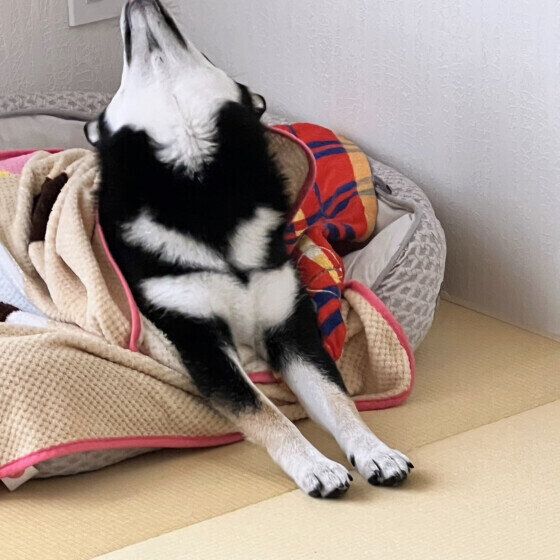 犬が伸びをする理由は? 頻繁に体を伸ばすときの注意点 いぬのきもち
