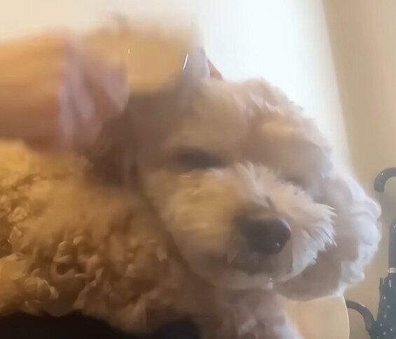 ブラッシングされるトイ・プードルのロアくん