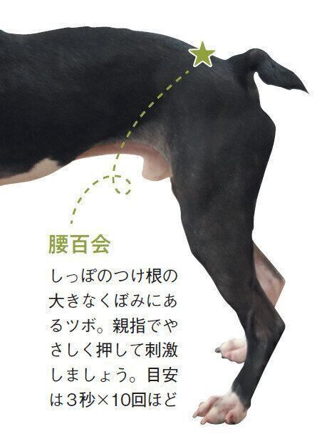 参考・写真／「いぬのきもち」2025年9月号『夏の疲れをこじらせない！夏から秋の未病図鑑』