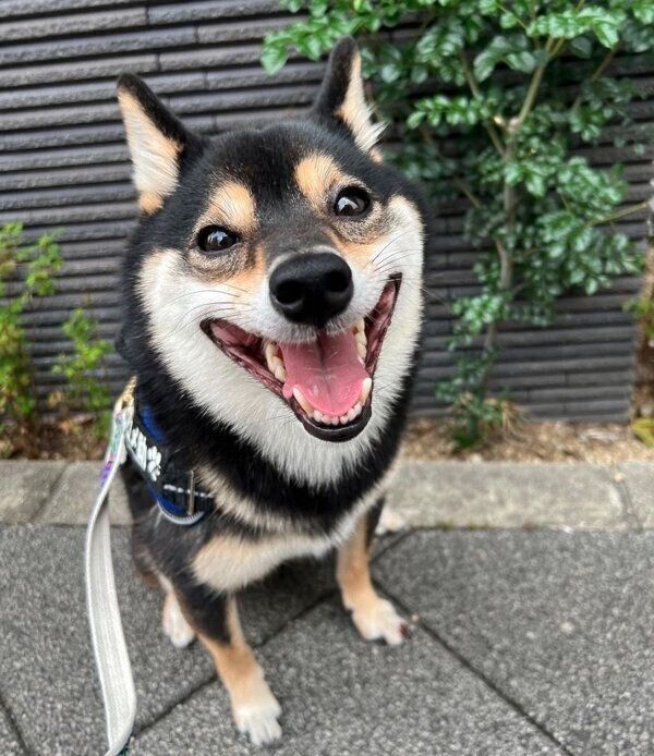 笑顔がかわいいコメ助くん