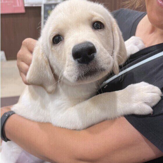 冬に多い犬の病気とは？ 寒さや乾燥から起こりやすくなる病気を獣医師に聞いた いぬのきもち