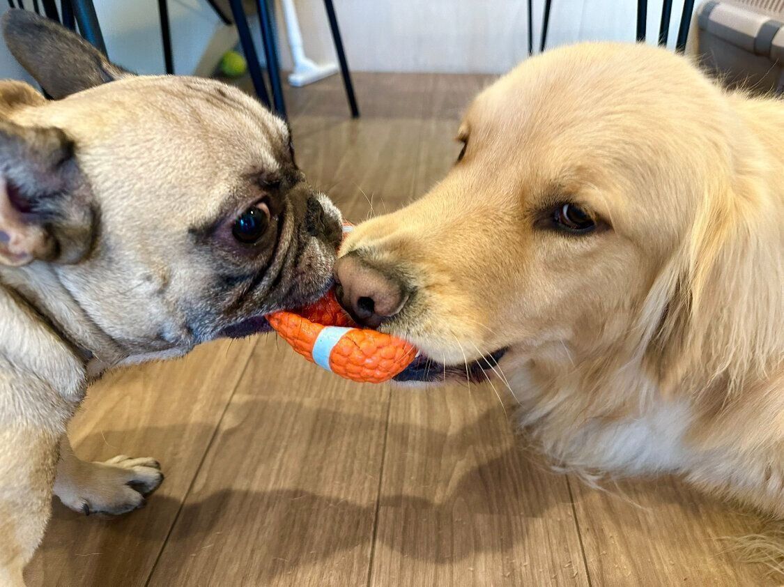 ボールを取り合うぽち丸くん、ぷー助くん