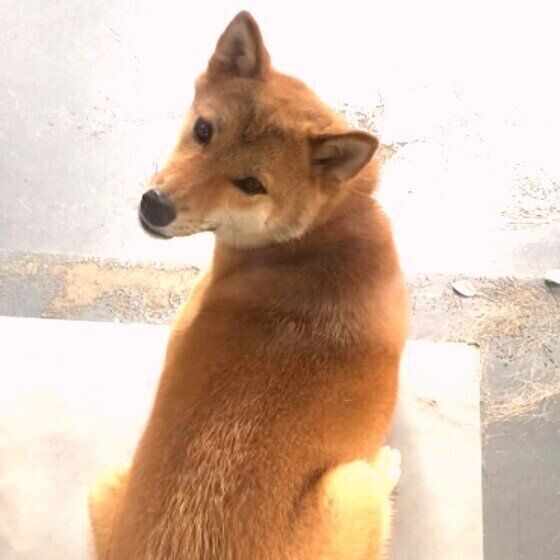 柴犬のパンちゃん