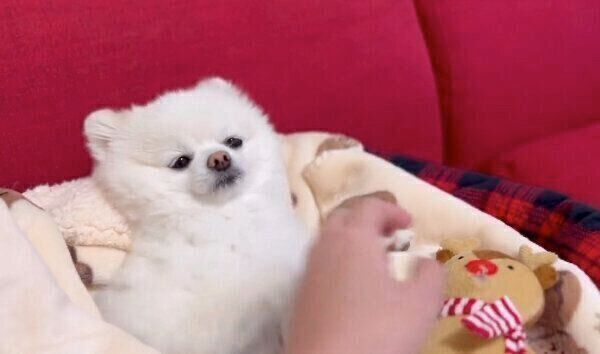 パッと目を開けるぽんちゃん