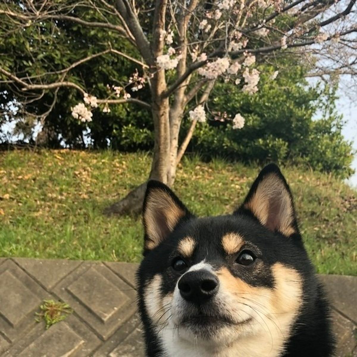 去勢したのに愛犬がマウンティングをやめない その理由と解決法とは いぬのきもちweb Magazine 去勢したのに愛犬がマウンティングをやめない その理由と解決法とは いぬのきもちweb Magazine