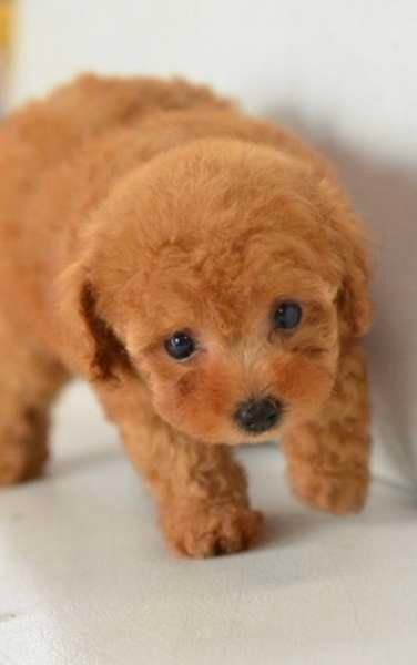 トイプードル・ここ・うちに来た瞬間