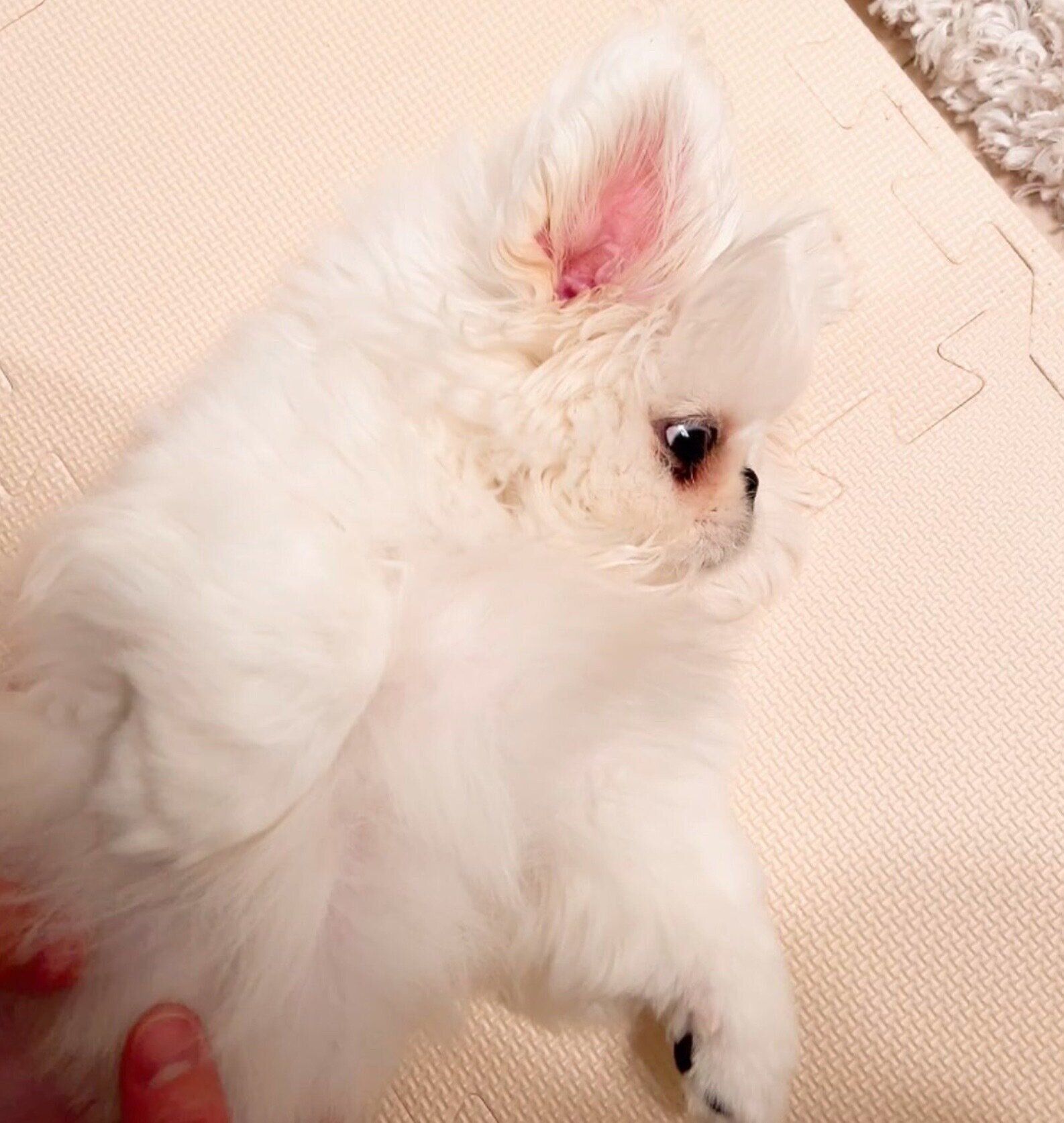 おなかを出して甘えるポリコくん