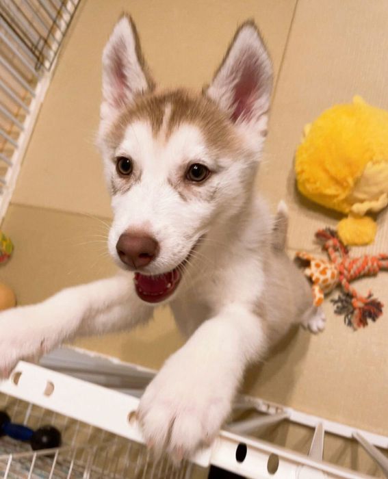 お迎え3日目に撮影したアイリスちゃん