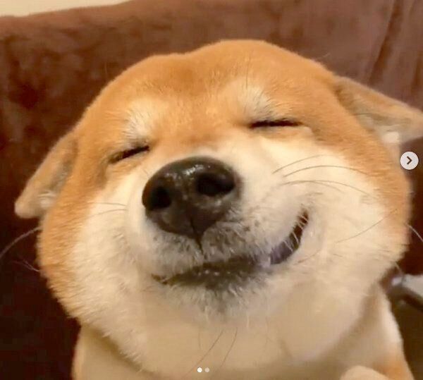 全力ヒコーキ耳でお出迎えをするHanaちゃん