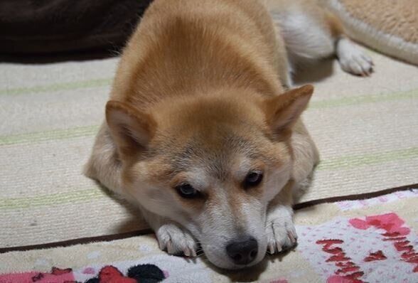 柴犬　ハナちゃん