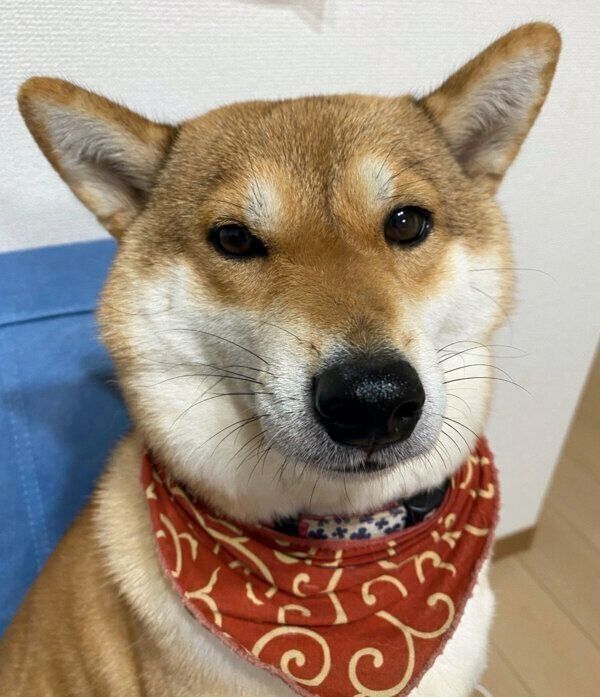 見つめるはるちゃん