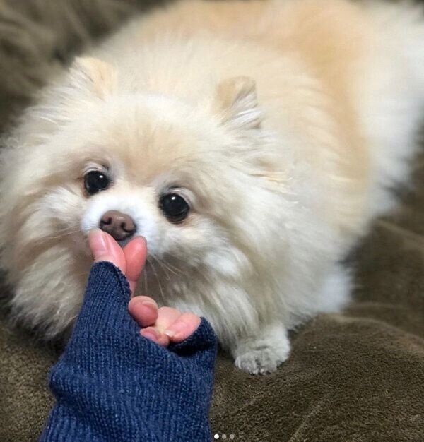 くつろぐむぎちゃん