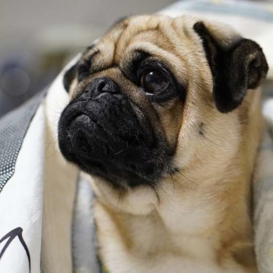 パグ