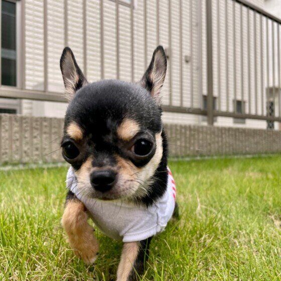 子犬期にしておくべき健康管理と社会化について獣医師に聞いてみた いぬのきもち