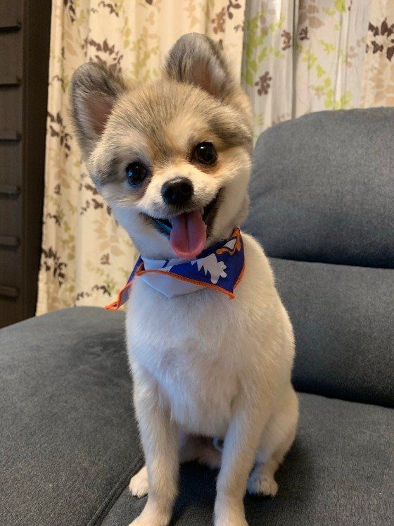 笑顔のミックス犬