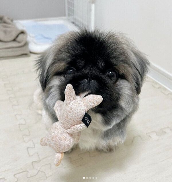 ぬいぐるみをくわえるモブくん