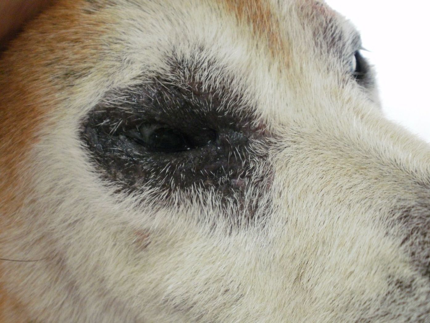 獣医療最前線 薬が効かないことも 治りにくい犬の皮膚病とは いぬのきもちweb Magazine 獣医療最前線 薬が効かないことも 治りにくい犬の皮膚病とは いぬのきもちweb Magazine