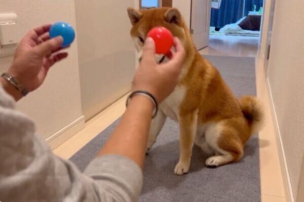 ボールを選ぶこむぎくん