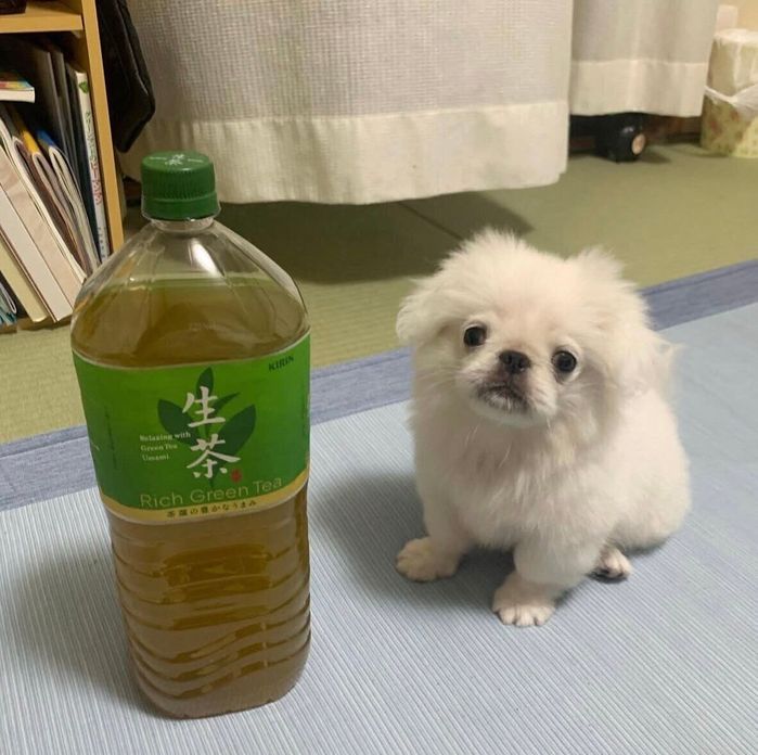 ペットボトルのお茶よりも小さかった3カ月の頃のぷっちくん。