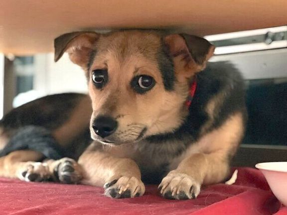 机の下に隠れるこのちゃん