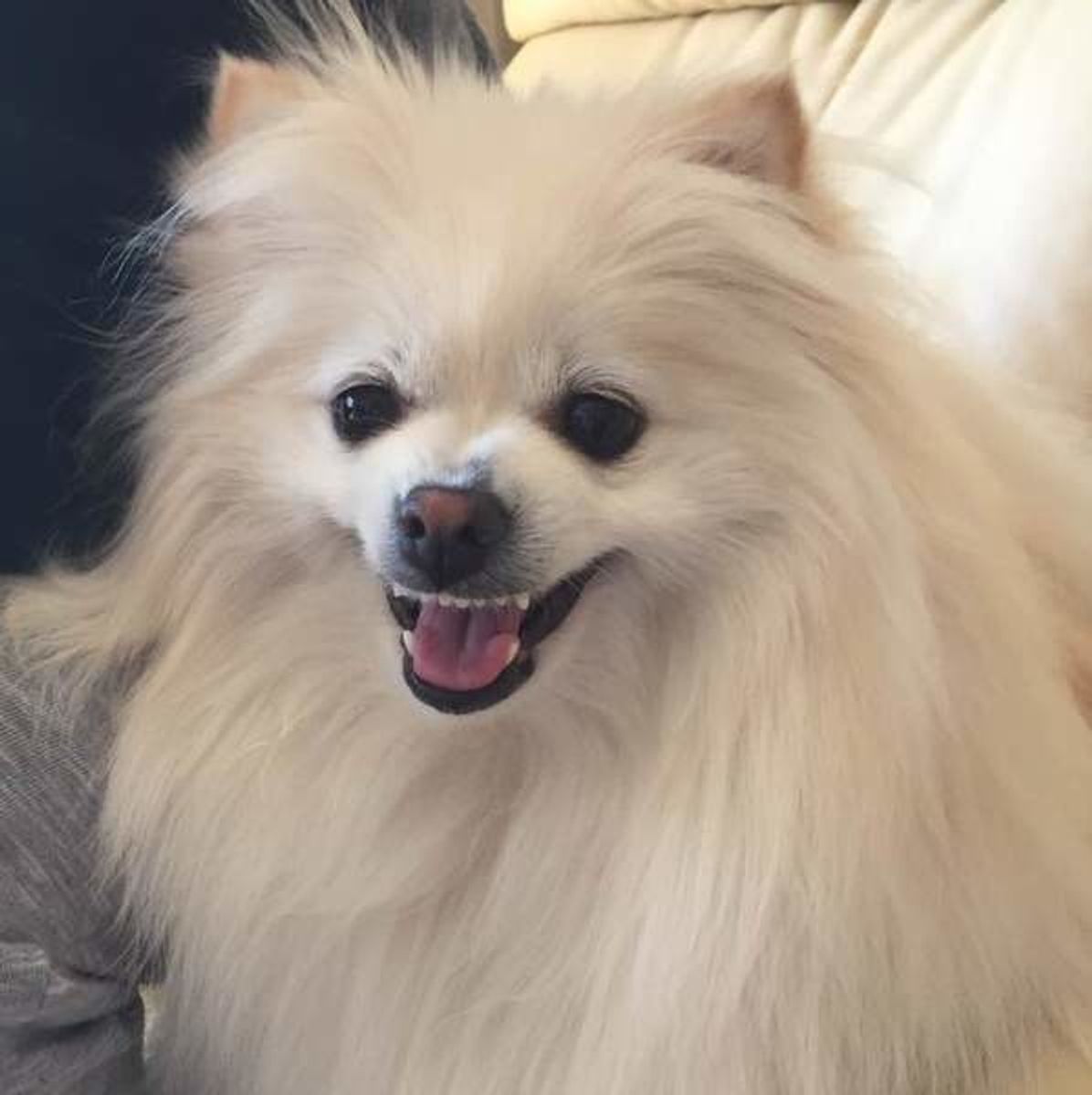 ムダ吠えしない犬の育て方 チャイムや来客時の 警戒吠え の対処法 いぬのきもちweb Magazine ムダ吠えしない犬の育て方 チャイムや来客時の 警戒吠え の対処法 いぬのきもちweb Magazine