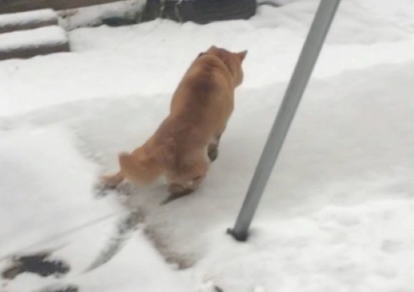 雪で滑る柴犬