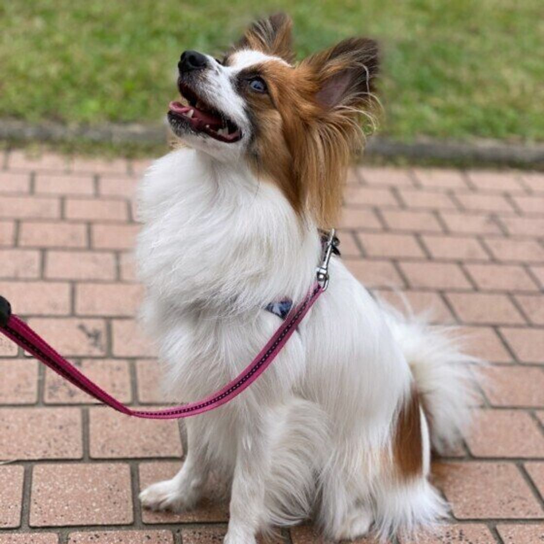 パピヨンの性格 飼い方のコツ 飼い主の悩みq A いぬのきもち 犬図鑑 いぬのきもちweb Magazine パピヨンの性格 飼い方のコツ 飼い主の悩みq A いぬのきもち 犬図鑑 いぬのきもちweb Magazine